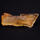 STROMATOLITE MICROBIAL MAT, Strelley Pool Formation, Archean, Australia ZSP027