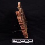 STROMATOLITE MICROBIAL MAT, Strelley Pool Formation, Archean, Australia ZSP027