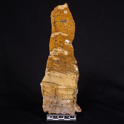 STROMATOLITE MICROBIAL MAT, Strelley Pool Formation, Archean, Australia ZSP028