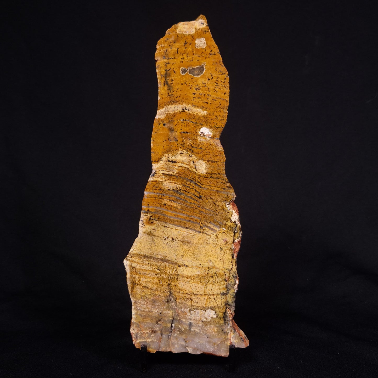 STROMATOLITE MICROBIAL MAT, Strelley Pool Formation, Archean, Australia ZSP028