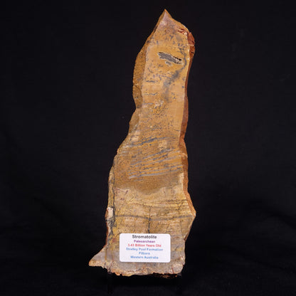 STROMATOLITE MICROBIAL MAT, Strelley Pool Formation, Archean, Australia ZSP028