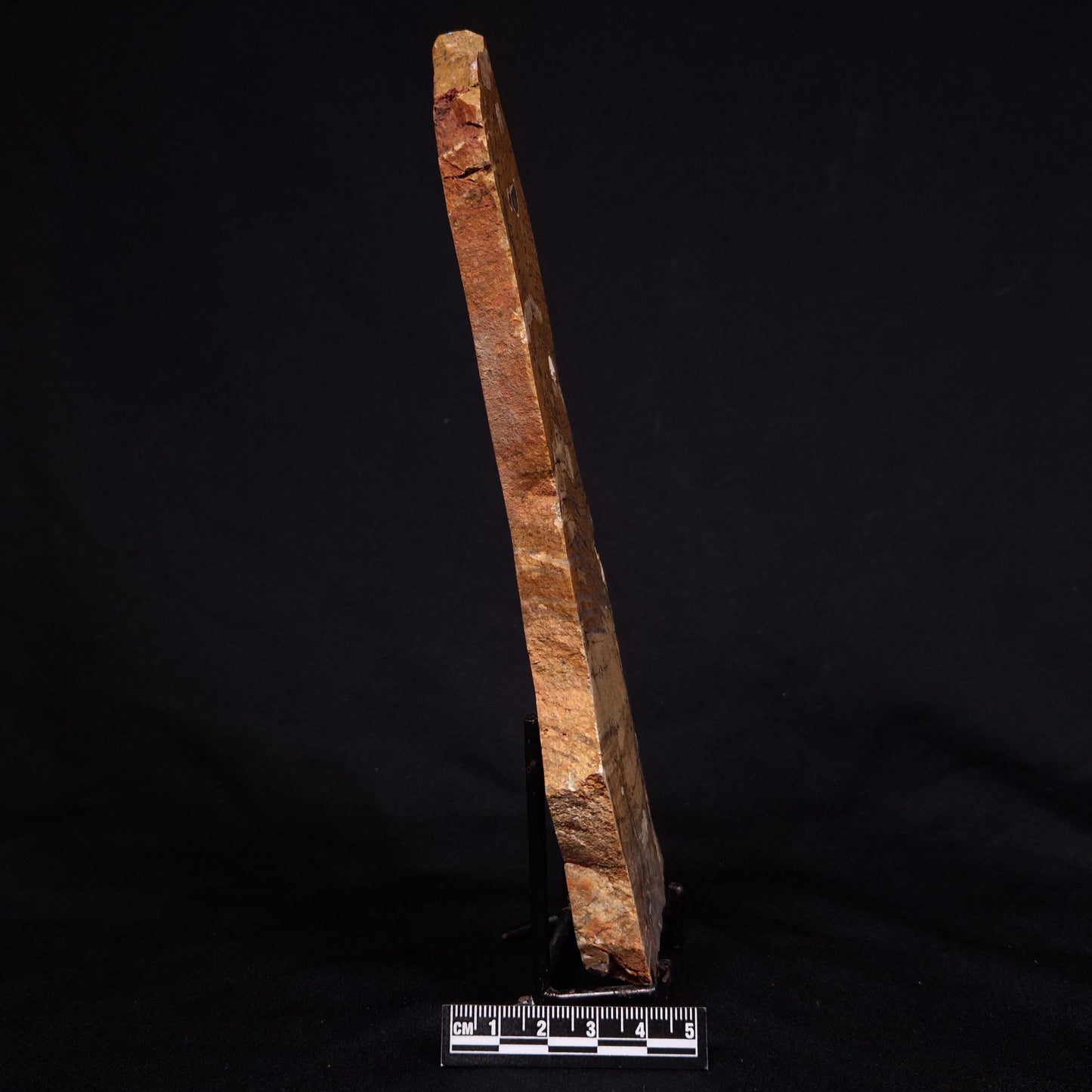 STROMATOLITE MICROBIAL MAT, Strelley Pool Formation, Archean, Australia ZSP028