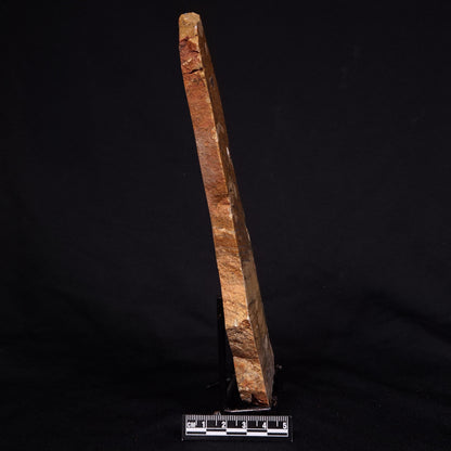 STROMATOLITE MICROBIAL MAT, Strelley Pool Formation, Archean, Australia ZSP028