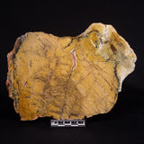 STROMATOLITE MICROBIAL MAT, Strelley Pool Formation, Archean, Australia ZSP030