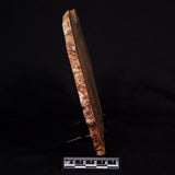 STROMATOLITE MICROBIAL MAT, Strelley Pool Formation, Archean, Australia ZSP030