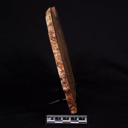 STROMATOLITE MICROBIAL MAT, Strelley Pool Formation, Archean, Australia ZSP030