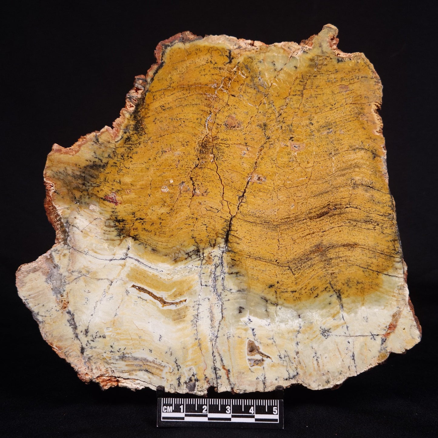 STROMATOLITE MICROBIAL MAT, Strelley Pool Formation, Archean, Australia ZSP031