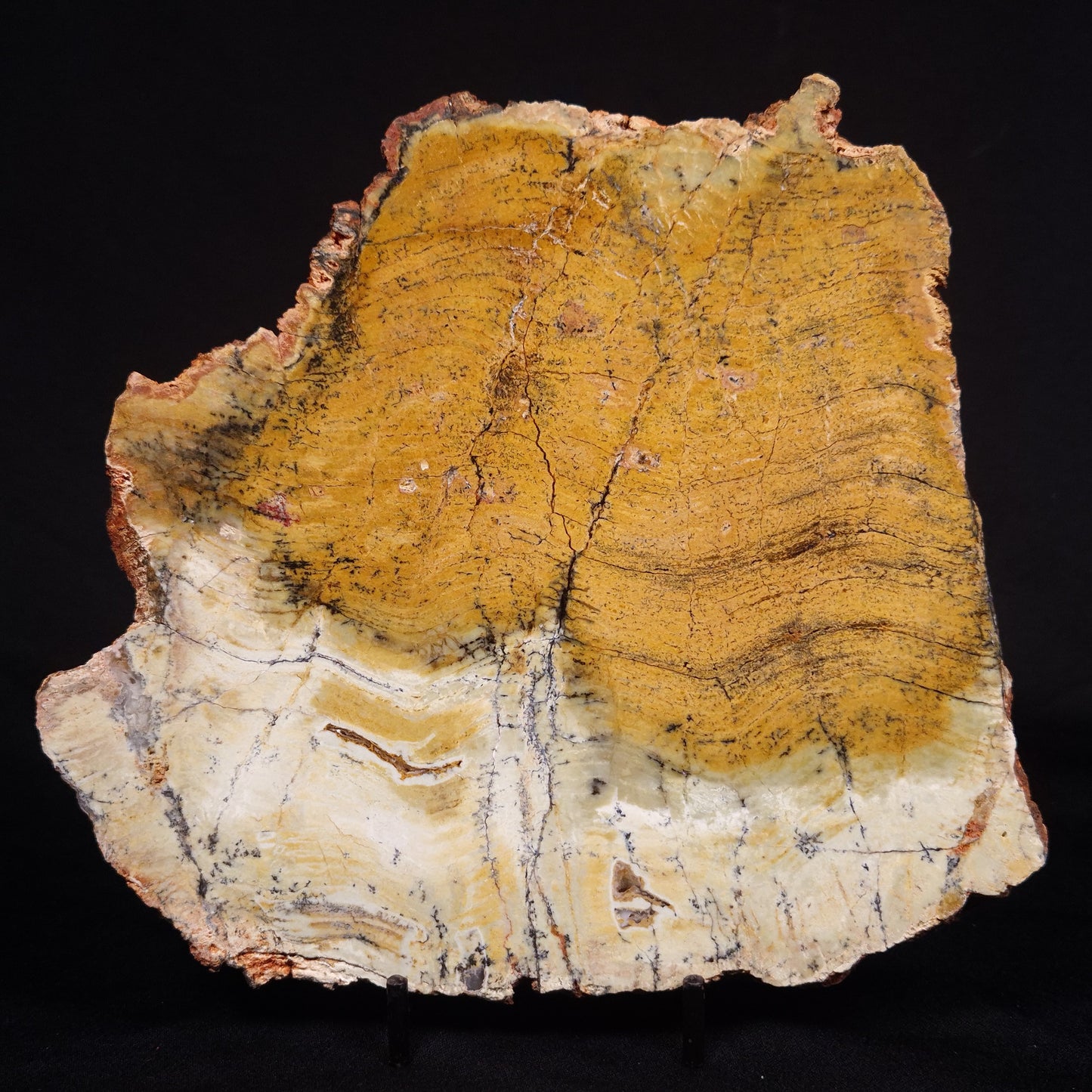 STROMATOLITE MICROBIAL MAT, Strelley Pool Formation, Archean, Australia ZSP031