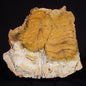 STROMATOLITE MICROBIAL MAT, Strelley Pool Formation, Archean, Australia ZSP031