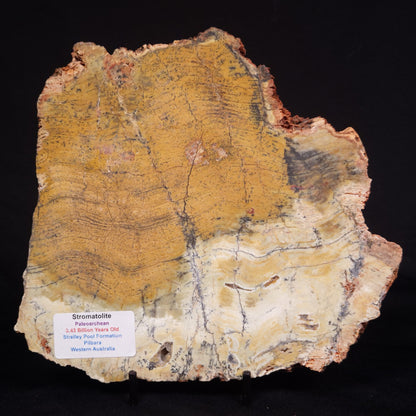STROMATOLITE MICROBIAL MAT, Strelley Pool Formation, Archean, Australia ZSP031