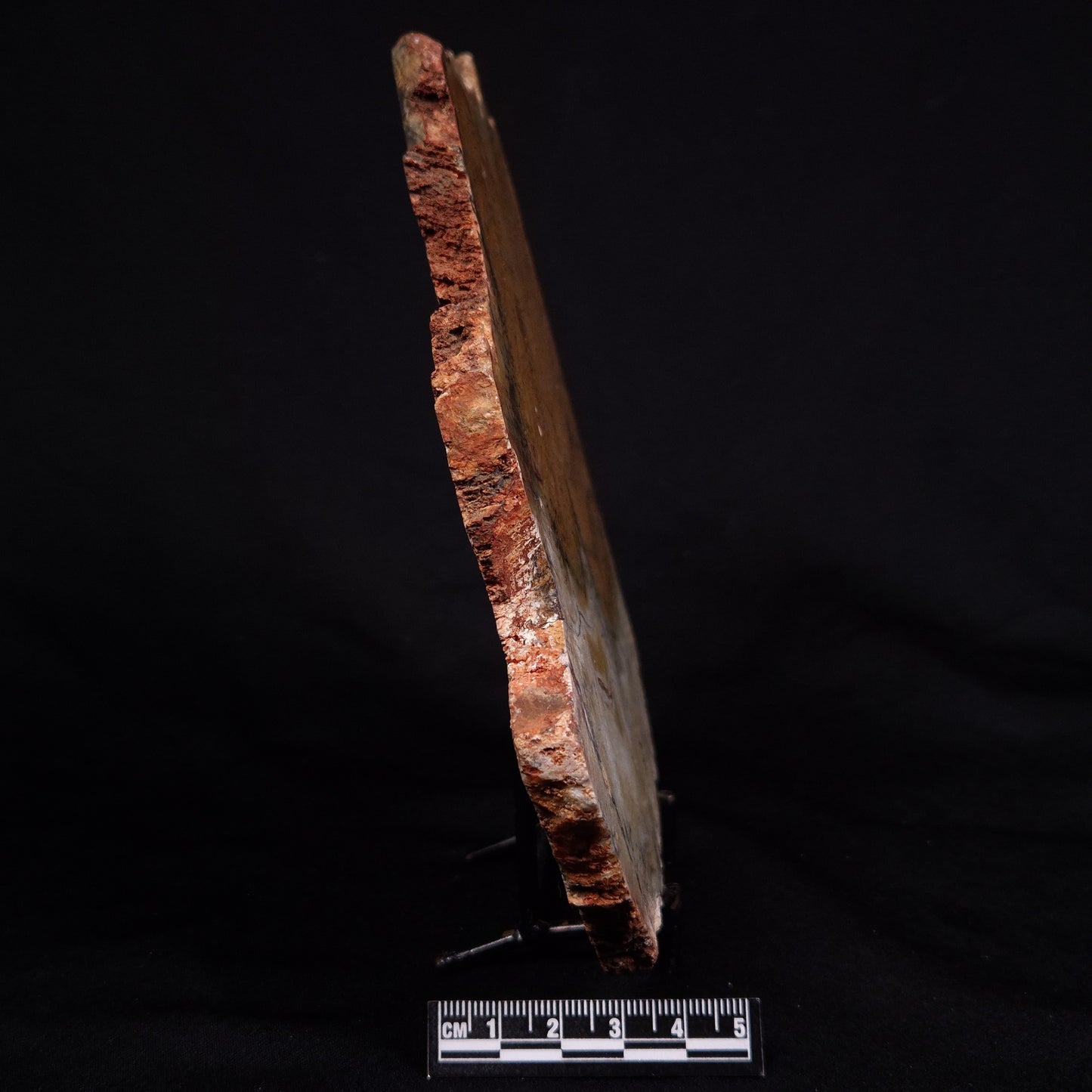 STROMATOLITE MICROBIAL MAT, Strelley Pool Formation, Archean, Australia ZSP031