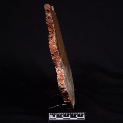 STROMATOLITE MICROBIAL MAT, Strelley Pool Formation, Archean, Australia ZSP031