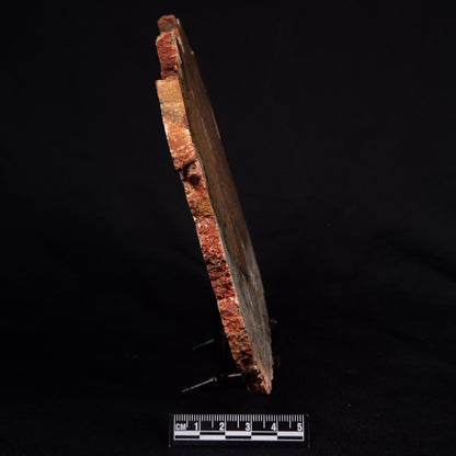 STROMATOLITE MICROBIAL MAT, Strelley Pool Formation, Archean, Australia ZSP032