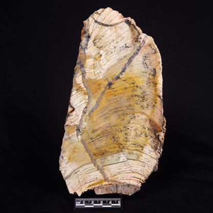 STROMATOLITE MICROBIAL MAT, Strelley Pool Formation, Archean, Australia ZSP034