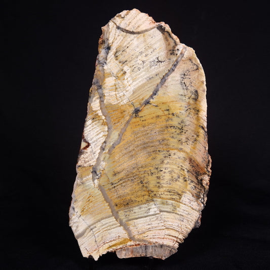 STROMATOLITE MICROBIAL MAT, Strelley Pool Formation, Archean, Australia ZSP034