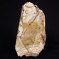 STROMATOLITE MICROBIAL MAT, Strelley Pool Formation, Archean, Australia ZSP034