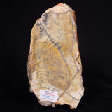 STROMATOLITE MICROBIAL MAT, Strelley Pool Formation, Archean, Australia ZSP034