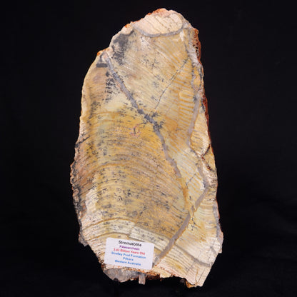 STROMATOLITE MICROBIAL MAT, Strelley Pool Formation, Archean, Australia ZSP034