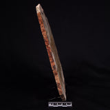 STROMATOLITE MICROBIAL MAT, Strelley Pool Formation, Archean, Australia ZSP034