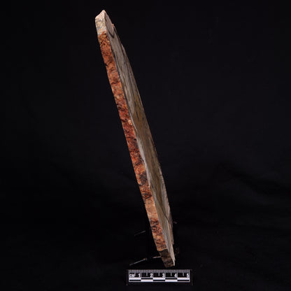 STROMATOLITE MICROBIAL MAT, Strelley Pool Formation, Archean, Australia ZSP034