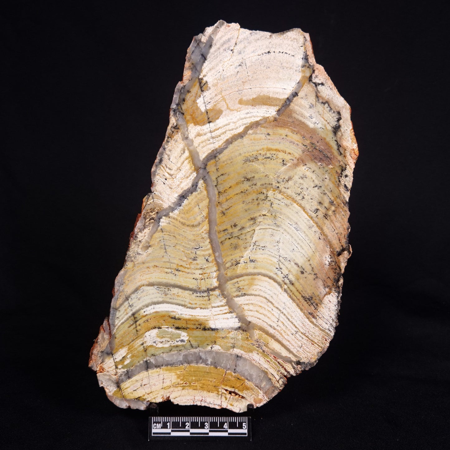 STROMATOLITE MICROBIAL MAT, Strelley Pool Formation, Archean, Australia ZSP035