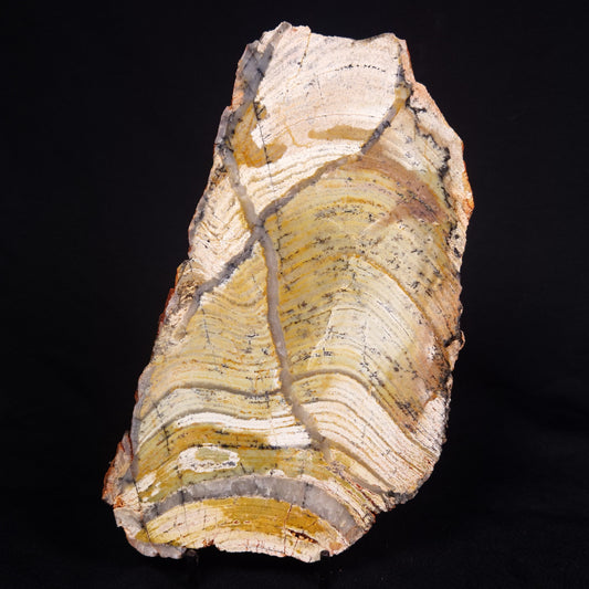 STROMATOLITE MICROBIAL MAT, Strelley Pool Formation, Archean, Australia ZSP035