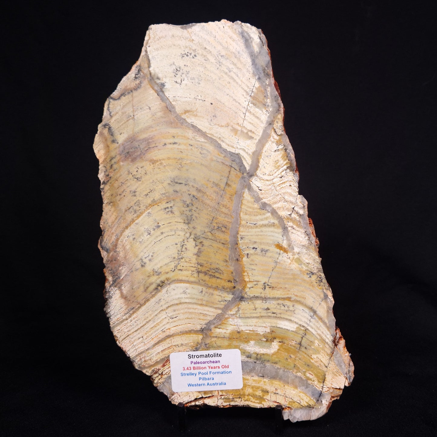 STROMATOLITE MICROBIAL MAT, Strelley Pool Formation, Archean, Australia ZSP035