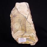 STROMATOLITE MICROBIAL MAT, Strelley Pool Formation, Archean, Australia ZSP035