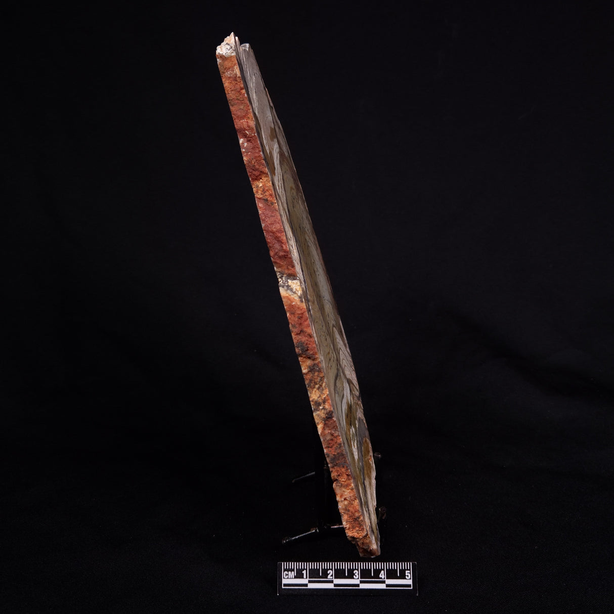 STROMATOLITE MICROBIAL MAT, Strelley Pool Formation, Archean, Australia ZSP035