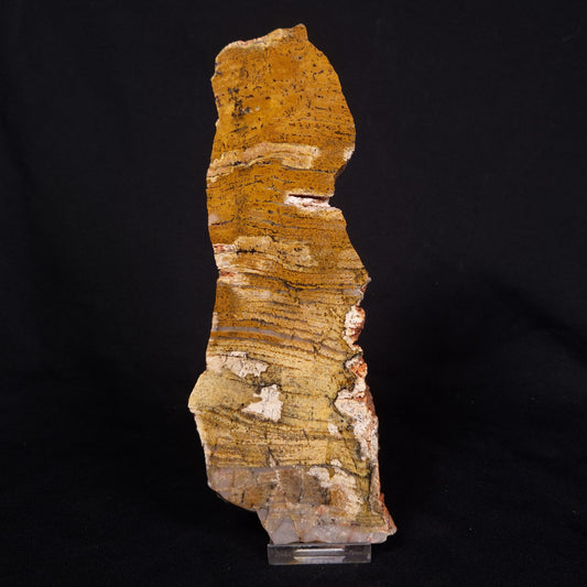 STROMATOLITE MICROBIAL MAT, Strelley Pool Formation, Archean, Australia ZSP037