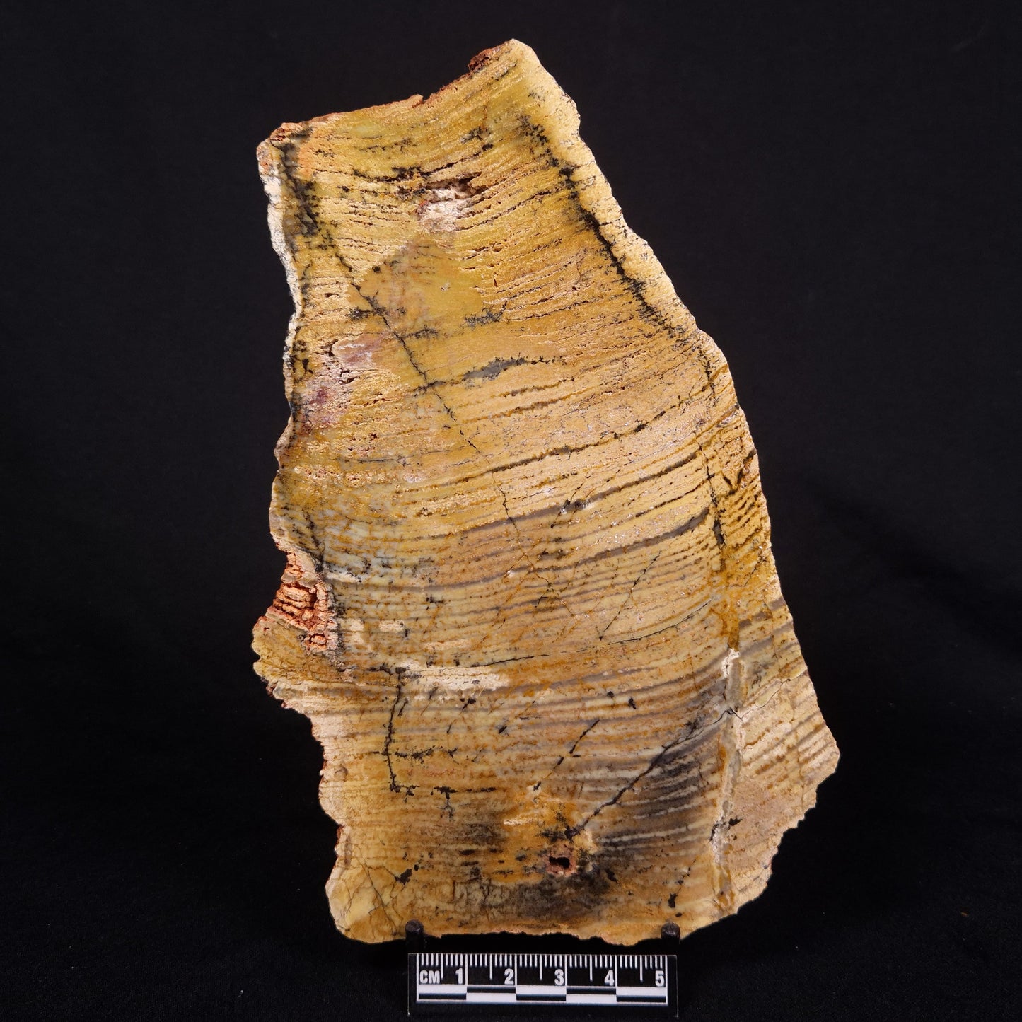 STROMATOLITE MICROBIAL MAT, Strelley Pool Formation, Archean, Australia ZSP038