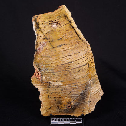 STROMATOLITE MICROBIAL MAT, Strelley Pool Formation, Archean, Australia ZSP038