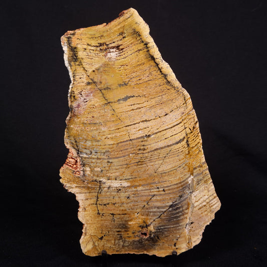 STROMATOLITE MICROBIAL MAT, Strelley Pool Formation, Archean, Australia ZSP038