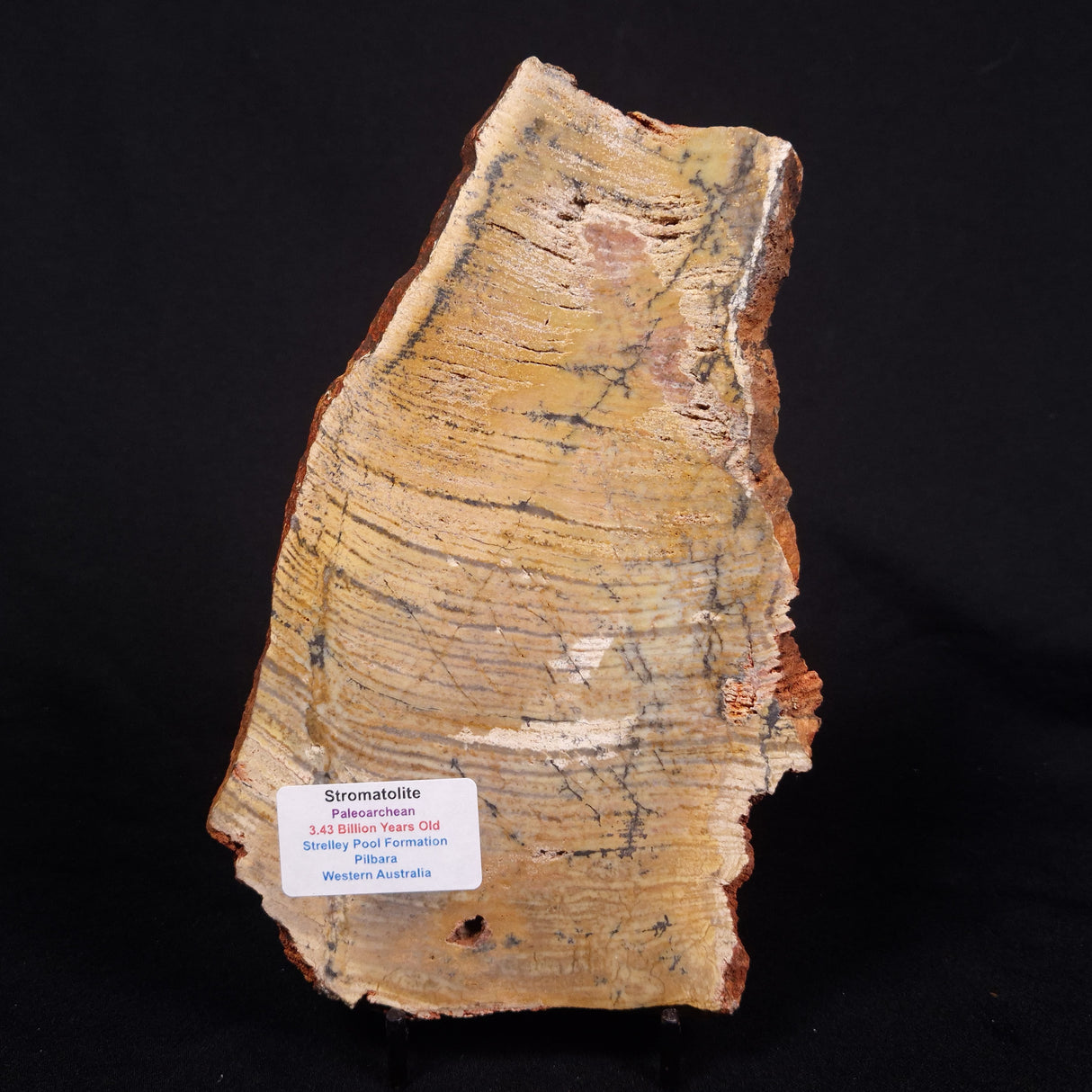STROMATOLITE MICROBIAL MAT, Strelley Pool Formation, Archean, Australia ZSP038