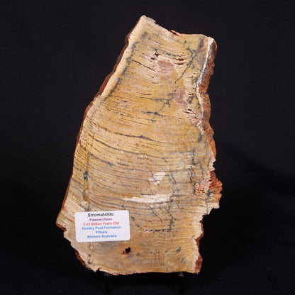 STROMATOLITE MICROBIAL MAT, Strelley Pool Formation, Archean, Australia ZSP038