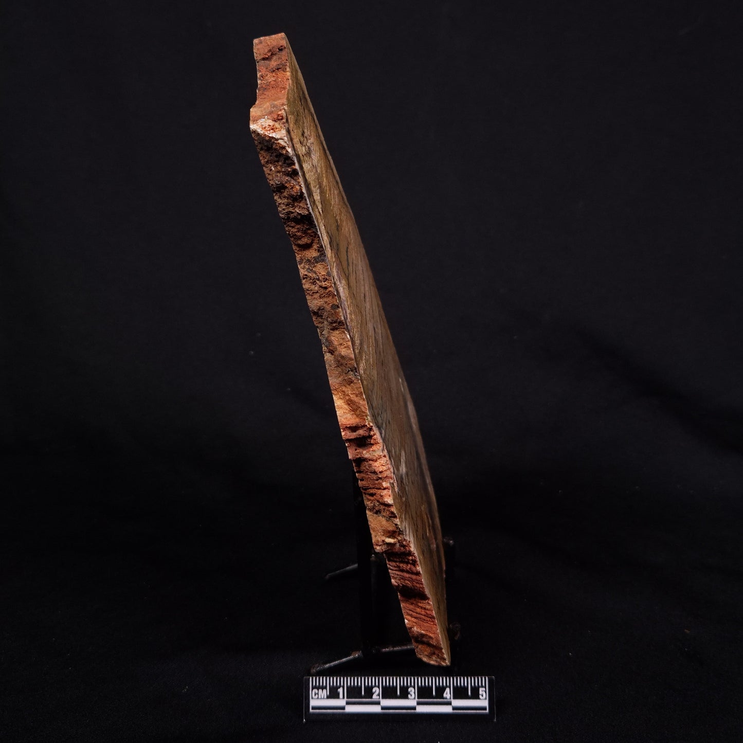 STROMATOLITE MICROBIAL MAT, Strelley Pool Formation, Archean, Australia ZSP038