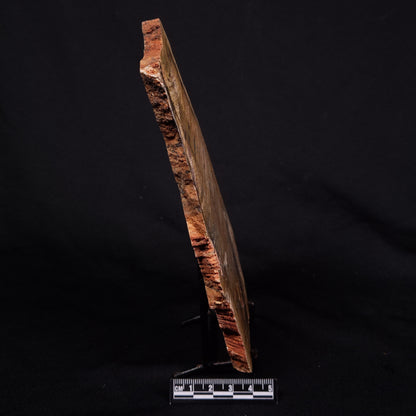 STROMATOLITE MICROBIAL MAT, Strelley Pool Formation, Archean, Australia ZSP038