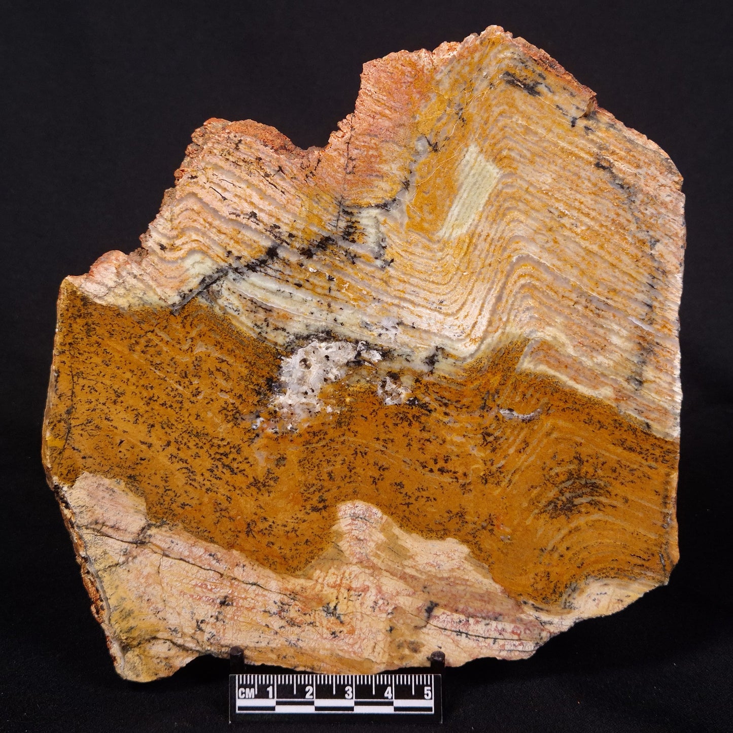 STROMATOLITE MICROBIAL MAT, Strelley Pool Formation, Archean, Australia ZSP039