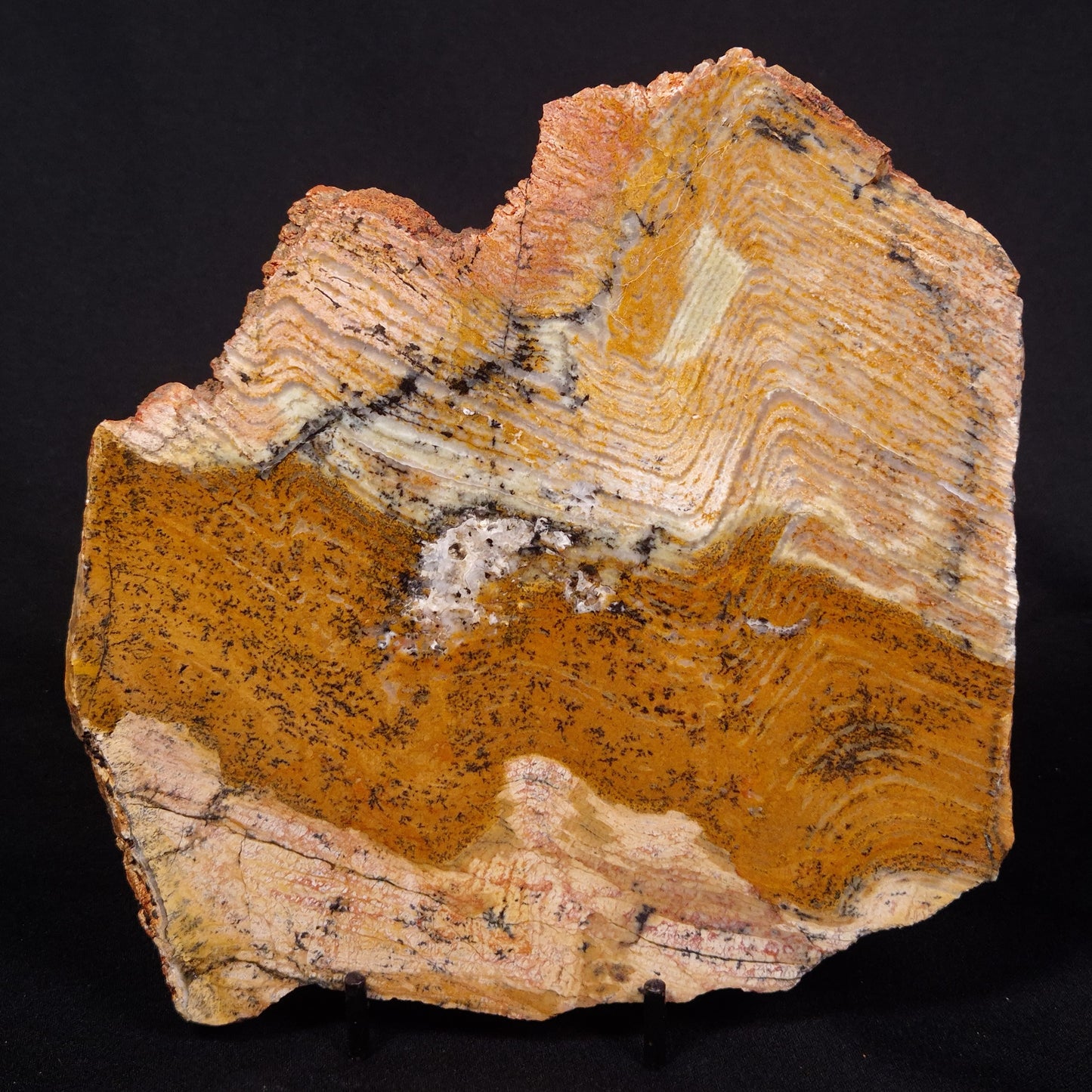 STROMATOLITE MICROBIAL MAT, Strelley Pool Formation, Archean, Australia ZSP039