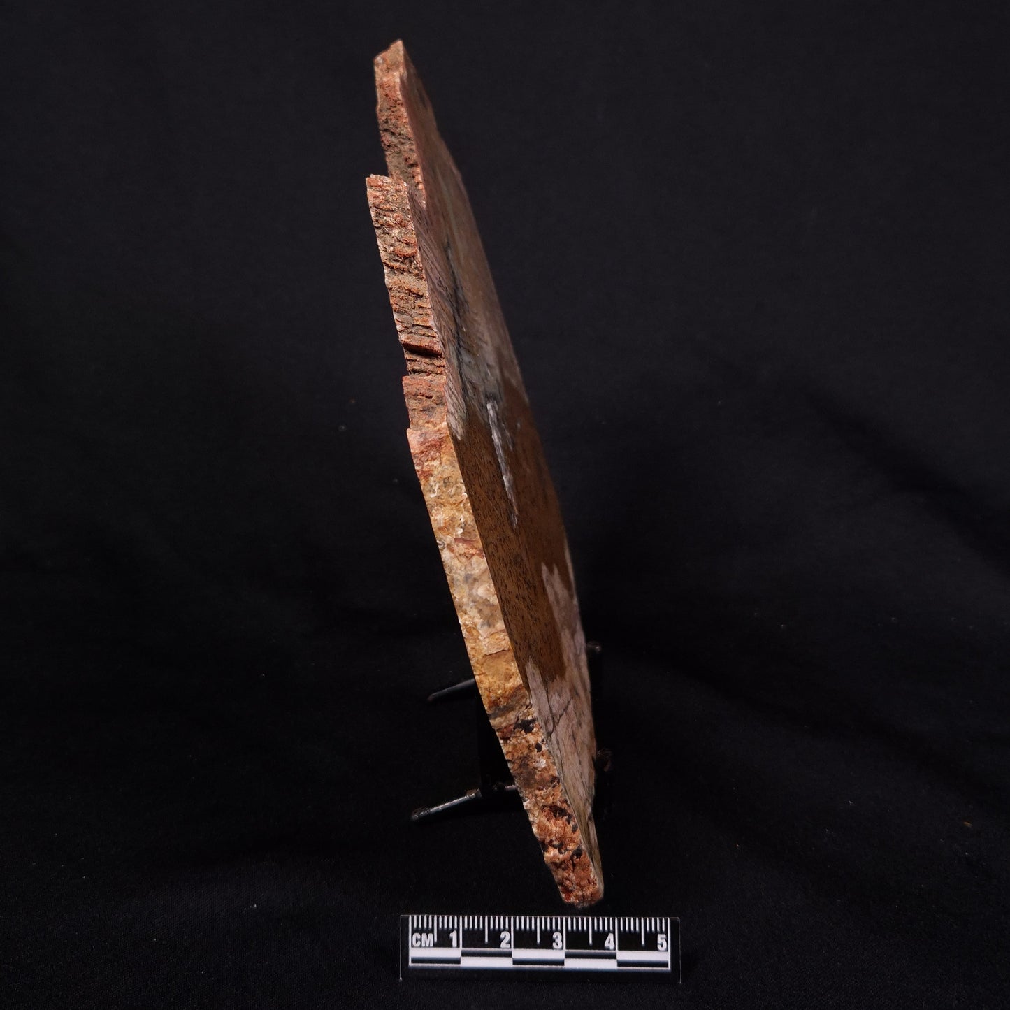 STROMATOLITE MICROBIAL MAT, Strelley Pool Formation, Archean, Australia ZSP039