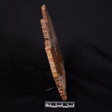 STROMATOLITE MICROBIAL MAT, Strelley Pool Formation, Archean, Australia ZSP039