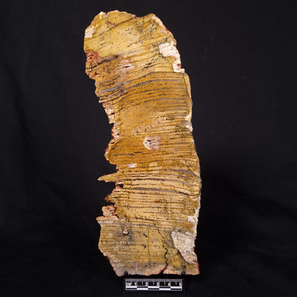 STROMATOLITE MICROBIAL MAT, Strelley Pool Formation, Archean, Australia ZSP040