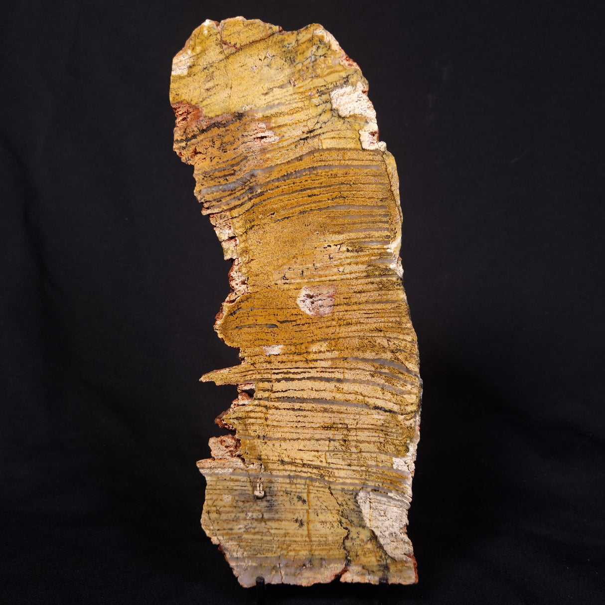 STROMATOLITE MICROBIAL MAT, Strelley Pool Formation, Archean, Australia ZSP040