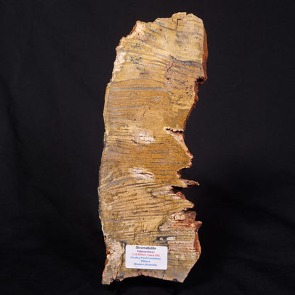 STROMATOLITE MICROBIAL MAT, Strelley Pool Formation, Archean, Australia ZSP040