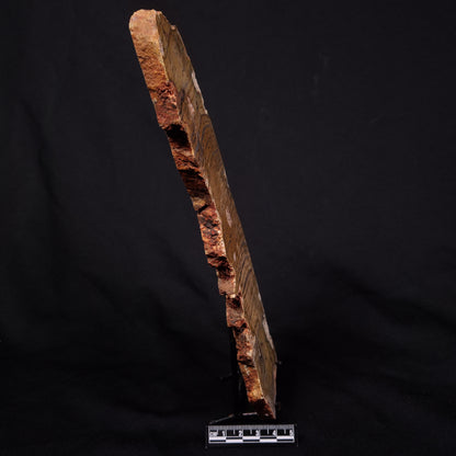 STROMATOLITE MICROBIAL MAT, Strelley Pool Formation, Archean, Australia ZSP040