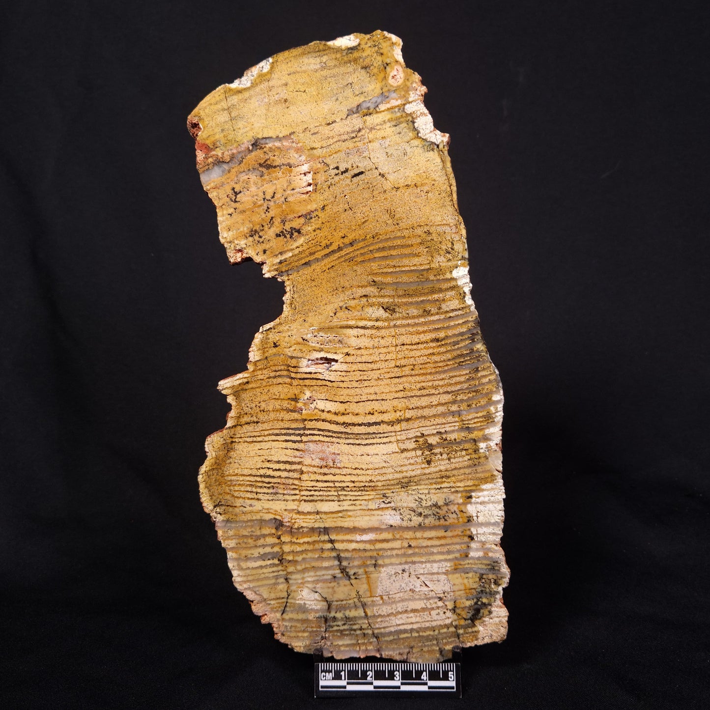 STROMATOLITE MICROBIAL MAT, Strelley Pool Formation, Archean, Australia ZSP041