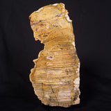 STROMATOLITE MICROBIAL MAT, Strelley Pool Formation, Archean, Australia ZSP041