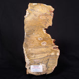 STROMATOLITE MICROBIAL MAT, Strelley Pool Formation, Archean, Australia ZSP041