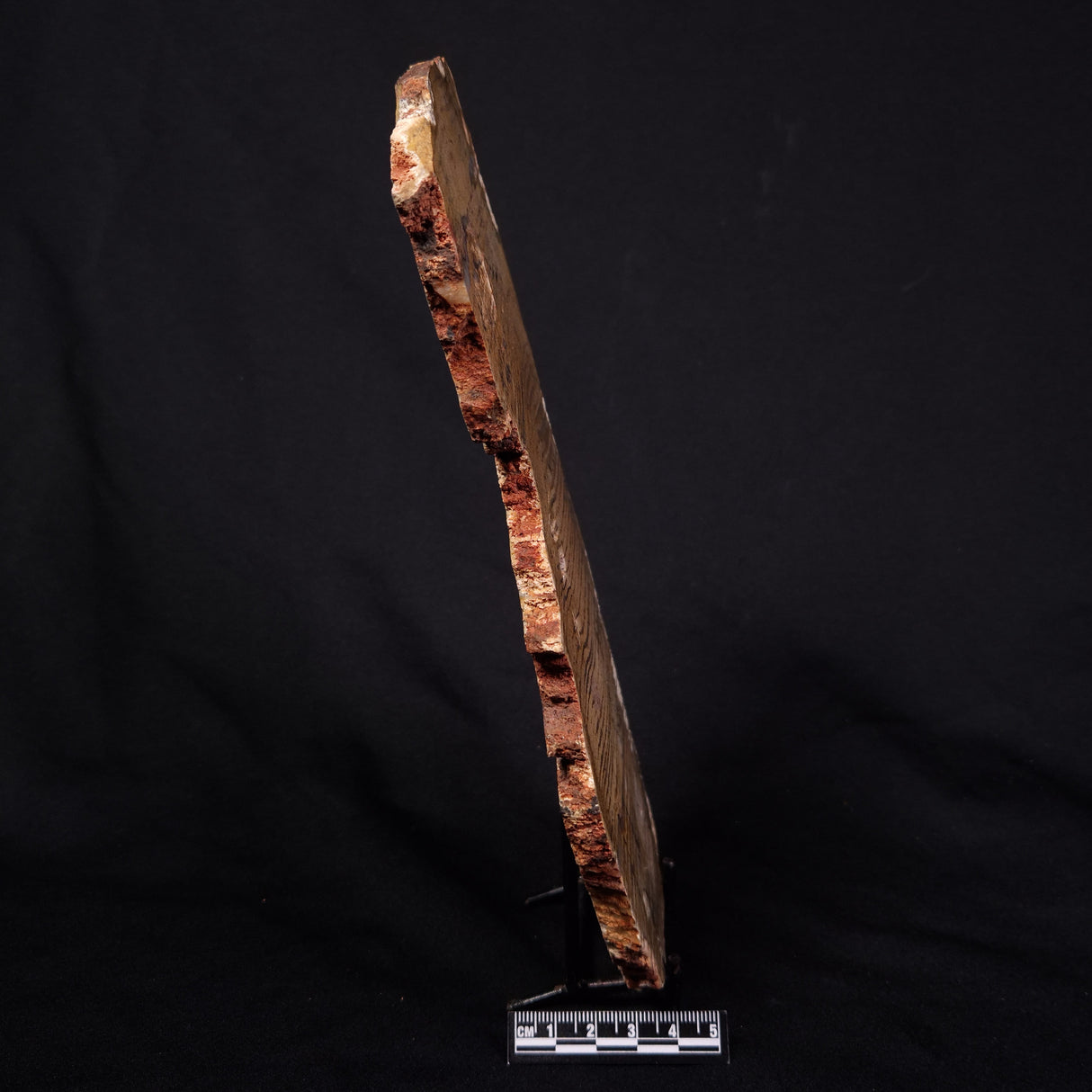 STROMATOLITE MICROBIAL MAT, Strelley Pool Formation, Archean, Australia ZSP041