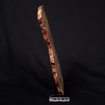 STROMATOLITE MICROBIAL MAT, Strelley Pool Formation, Archean, Australia ZSP041